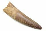 Fossil Spinosaurus Tooth - Real Dinosaur Tooth #370585-1